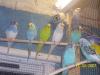Doyles-Birds
