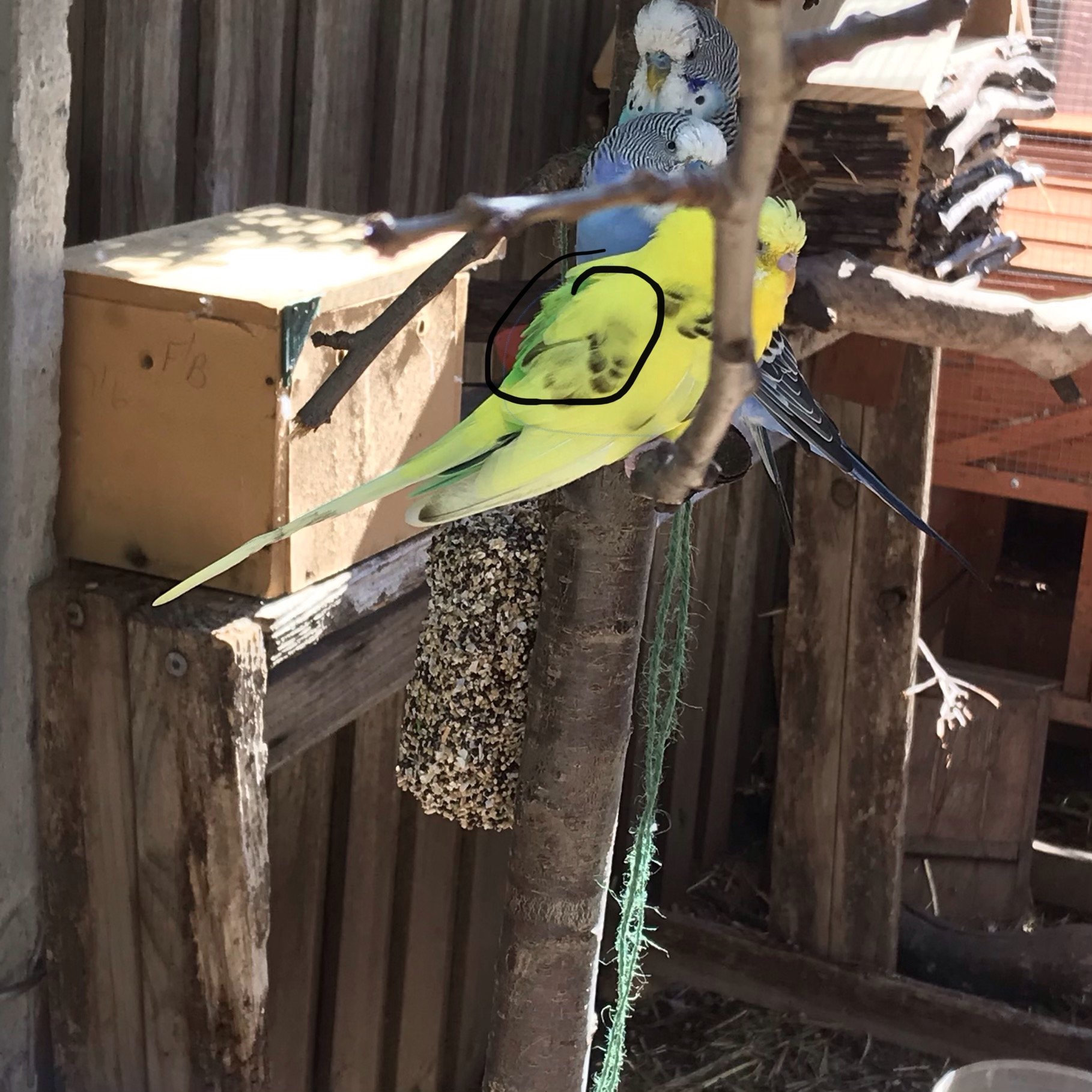 New To This And Help With My Budgie