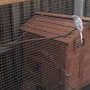 Ilikebudgies