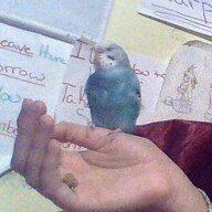 Budgie_lover_<3