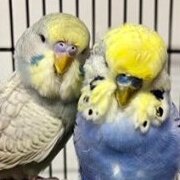 For The Love Of Budgies