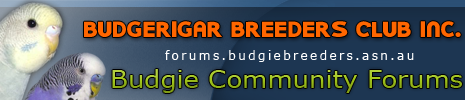 Budgie Community Forums