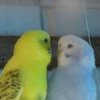 suzsbirds